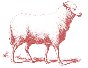 many fold farm sheep